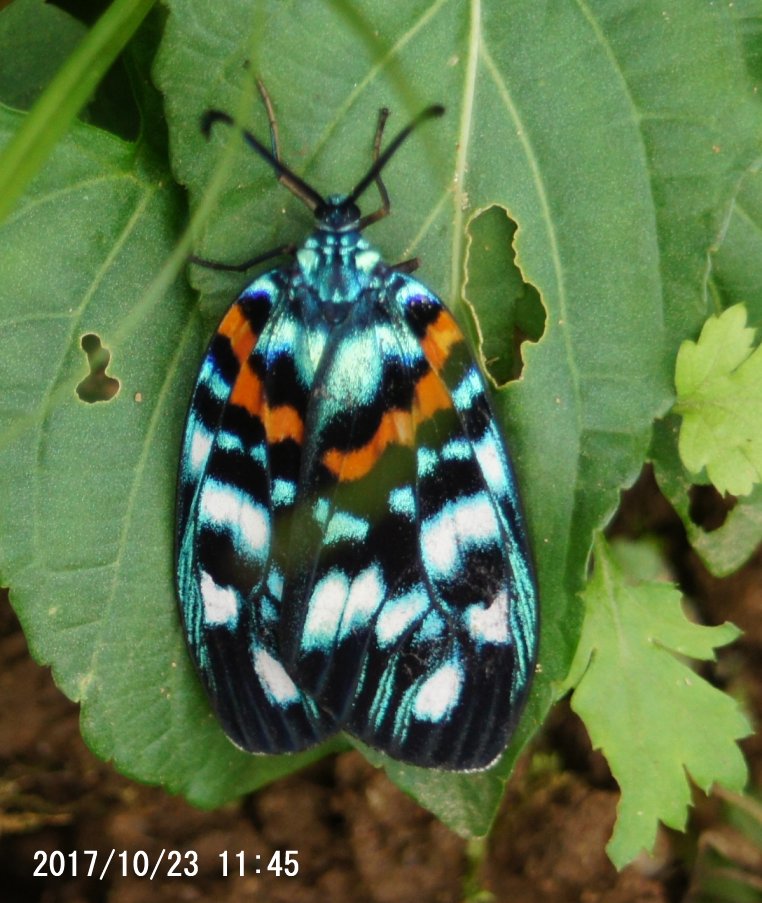 蝶か 蛾か青い色の昆虫 宮崎県日南地方の森羅万象